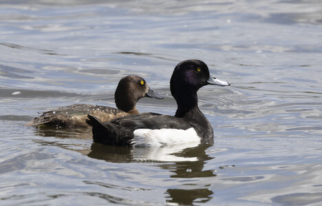 R7_E4721 Tufted Duck.jpg