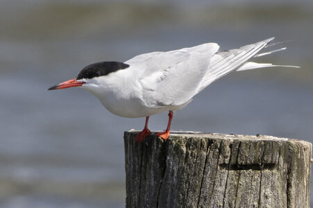 R7_E4731 Common Tern (visdief).jpg