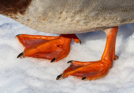 R7_G0280 Mallard.jpg