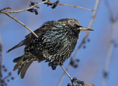 R7_G0076 Starling.jpg