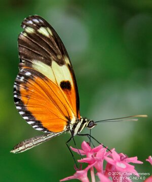 2026-016-006 KWPC Cockrell Butterfly Center trip-2.jpg