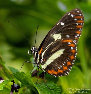 2026-016-107 KWPC Cockrell Butterfly Center trip.jpg