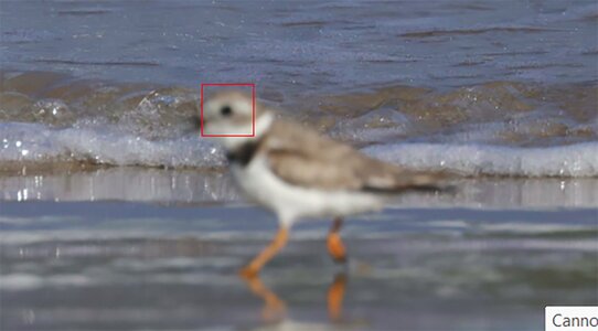 R5MKII Focus issue.jpg