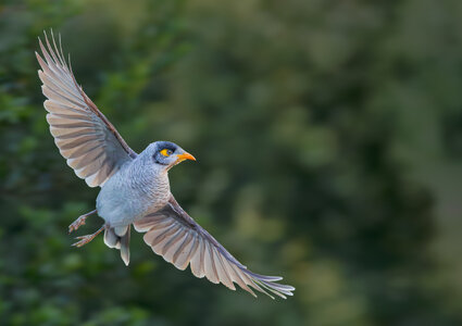 Noisy Miner BIF.jpg