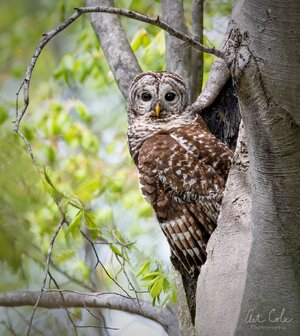 atNestBarredOwlSM.jpg