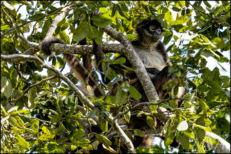 62254 - Spider Hangout.jpg