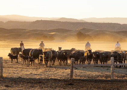 Sunrise Roundup-2.jpg