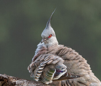 Crested Pigeon.jpg