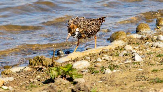 Ruff Minsmere R7-019886.jpg