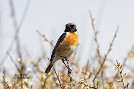 Stonechat Minsmere R7-019869.jpg