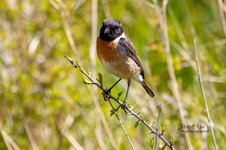 Stonechat Minsmere R7-019876.jpg