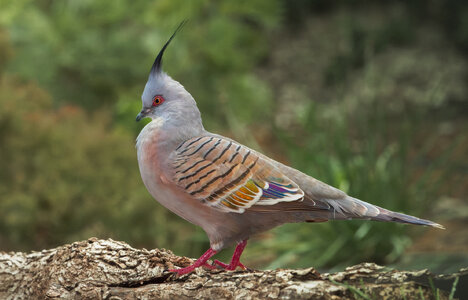 Crested Pigeon.jpg