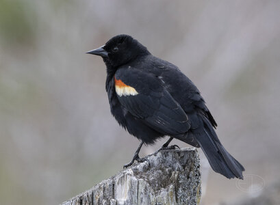 R7_G3402 Red-winged Blackbird.jpg