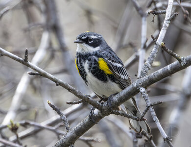 R7_G3366 Yellow-rumped Warbler.jpg
