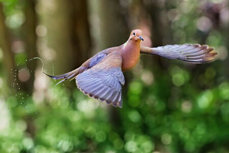 Dove in Flight.jpg