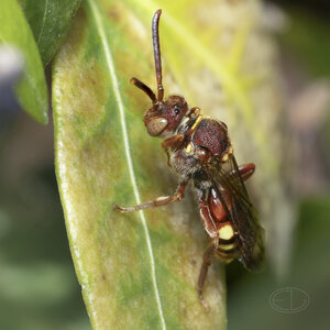 R7_G4220 Cuckoo Bee - stacked.jpg