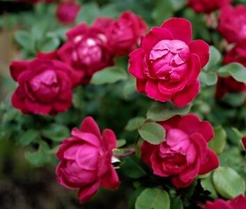 Rose2.jpg