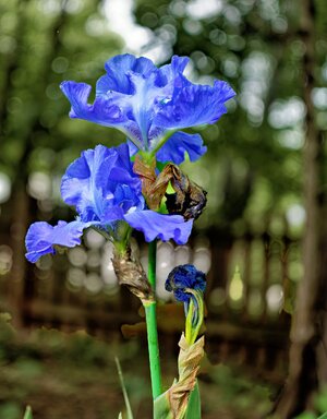 Iris.jpg