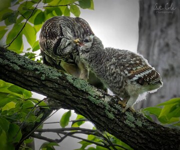 squirrelfordinnervinSM.jpg