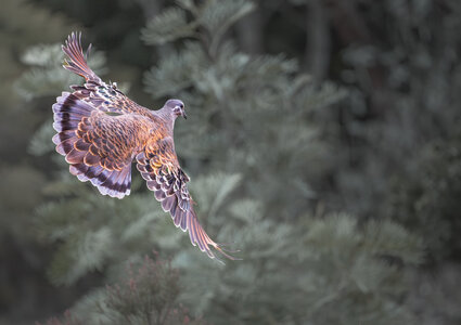 Common Bronzewing in Flight.jpg