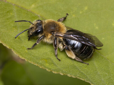 R7_G4225 Mining bee - Andrena sp.jpg