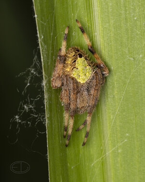 R7_F7357 Garden Orb Weaver Spider - day.jpg