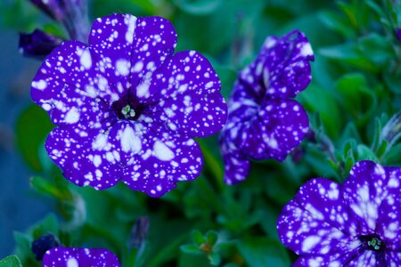 IMG_1611_DxO.jpg