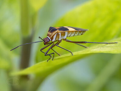 R7_F8757 Leaf-footed Bug - Hypselonotus interruptus.jpg