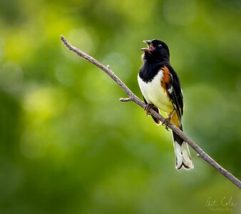 towheetimefinalVINsm.jpg