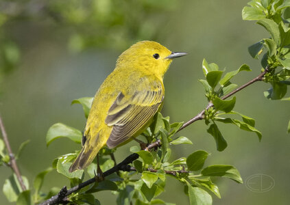 R7_G6654 Yellow Warbler.jpg