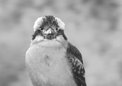 Laughing Kookaburra B&W 02..jpg