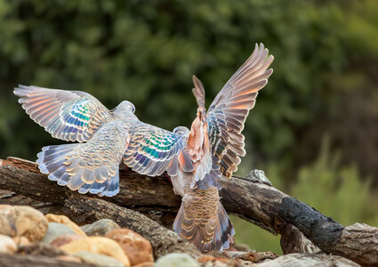 Common Bronzewings.jpg