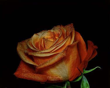 Untitled-31.jpg