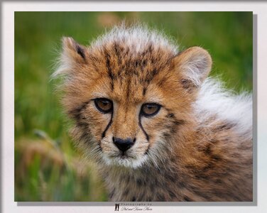 RF-S-CCubs-03.jpg