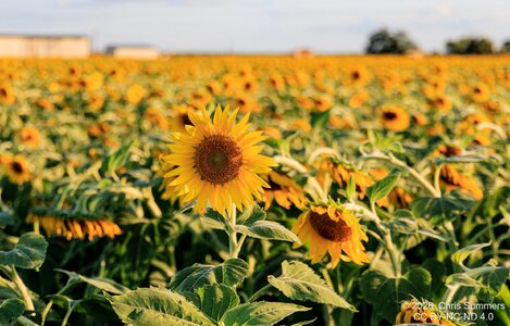 2026-028-044 KWPC sunflowers.jpg