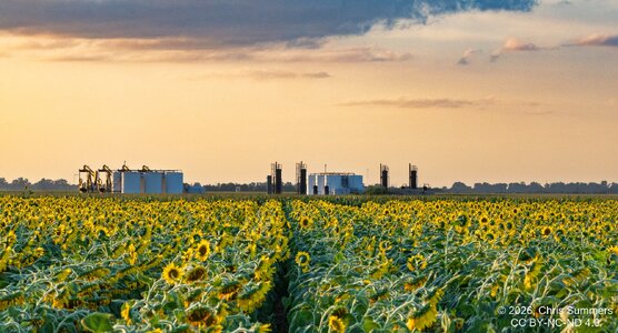 2026-028-156 KWPC sunflowers.jpg