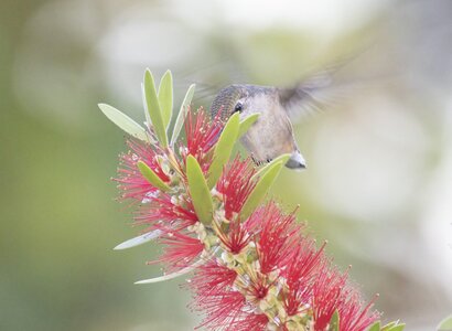 Hummingbird_5501_enhanced.jpg