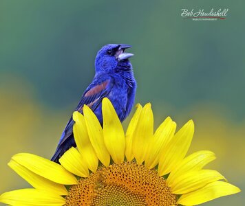 blue_grosbeak_sunflower_0002a_sm.jpg
