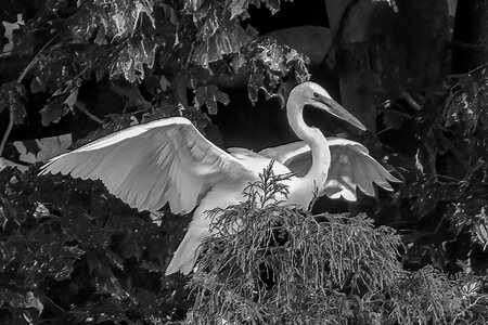 BW Egret-1.jpg