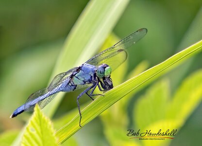 eastern_pondhawk_0000a.jpg