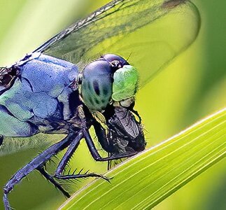 eastern_pondhawk_0000a_cropped.jpg