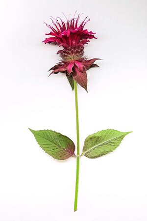 Monarda-0007.jpg