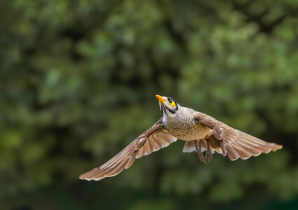 Noisy Miner.jpg