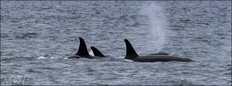 54696 Orca Pod Breaching.jpg