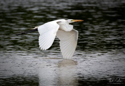 egretwingsplashVINsmall.jpg