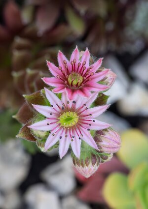 Sempervivum.jpg