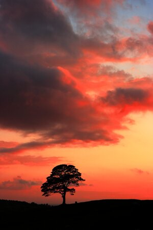 tree1.JPG