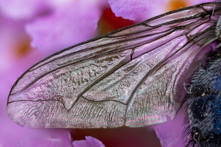 Fly-200-3.jpg