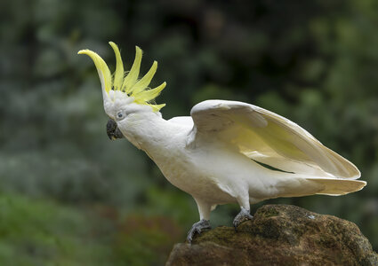 Sulphur-crested Cockatoo Displaying.jpg