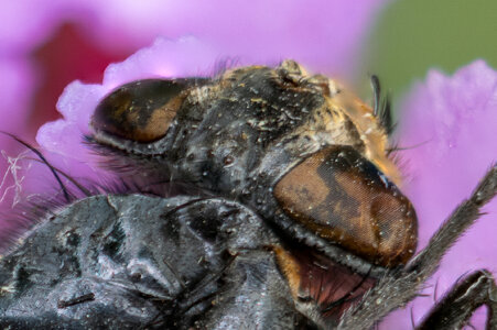 Fly-200.jpg